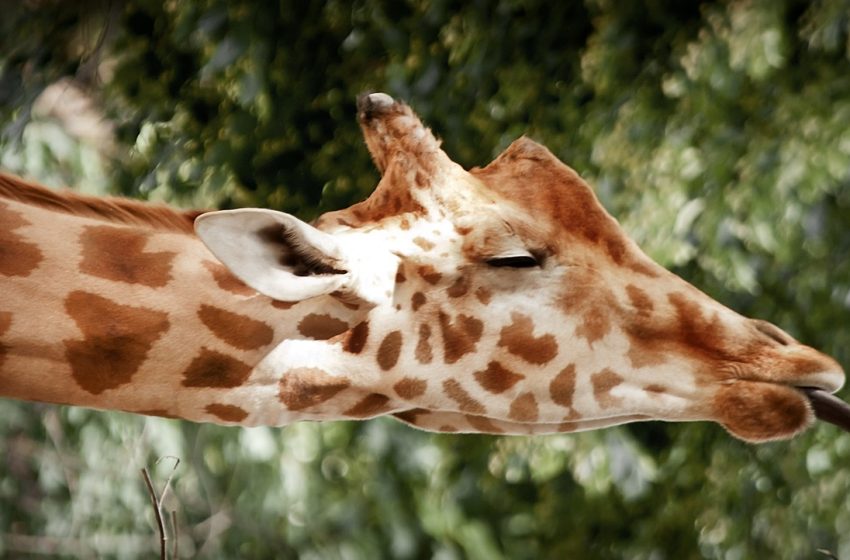  Kako spavaju žirafe?