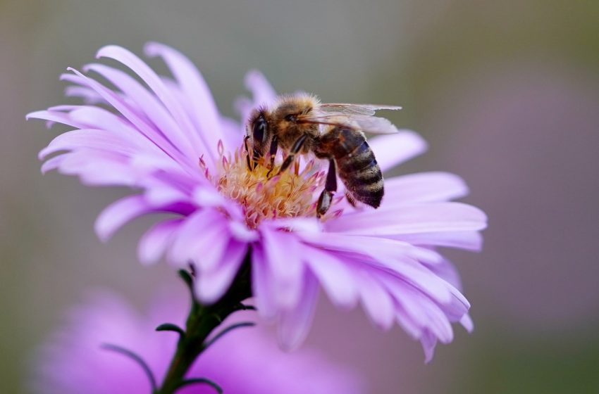 Svjetski Dan pčela: Kako im vi možete pomoći da opstanu
