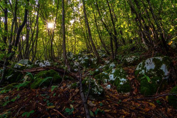  Plješevička prašuma kroz objektiv bihaćkog fotografa