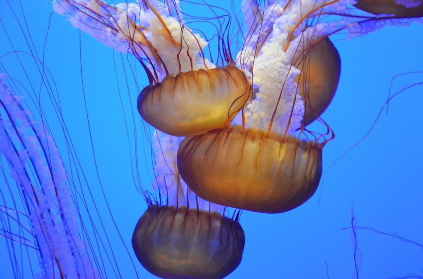  Šta uraditi ako vas opeče meduza?