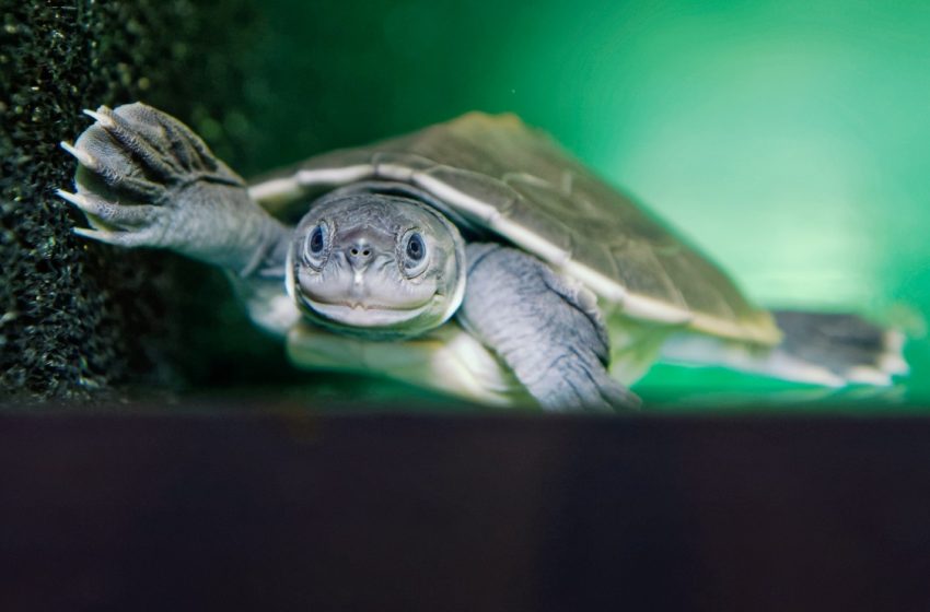  Zoološki vrt u Beču spasio rijetku vrstu kornjače od izumiranja