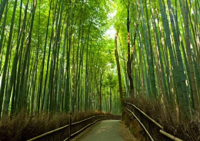  Bambusova šuma