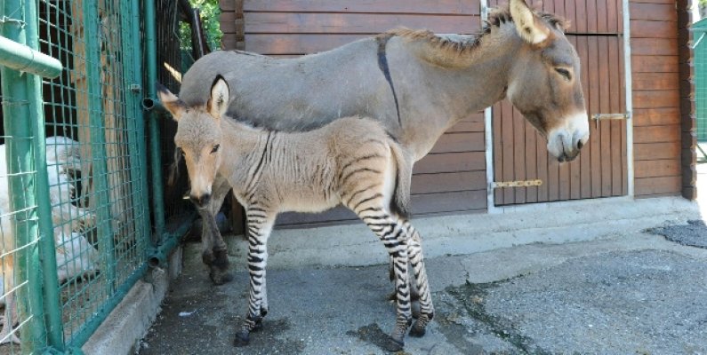  Zonki – mladunče nastalo iz ljubavi zebre i magarice