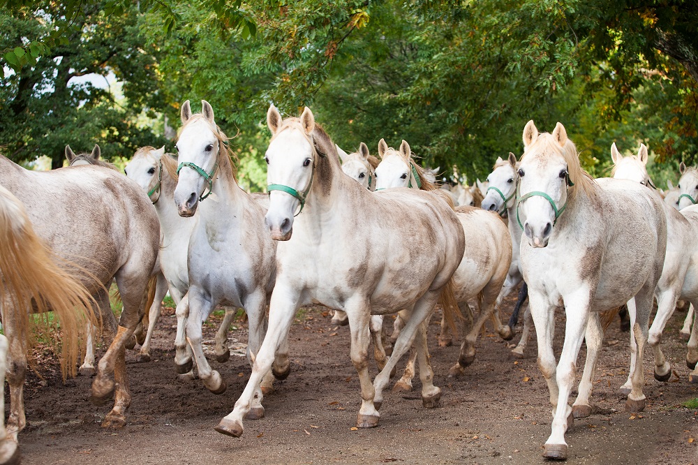  Lipica – kolijevka bijelih konja