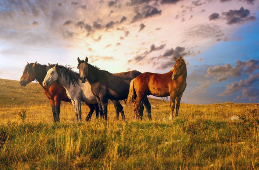  Those wild horses – Extraordinary beauty and a rare phenomenon