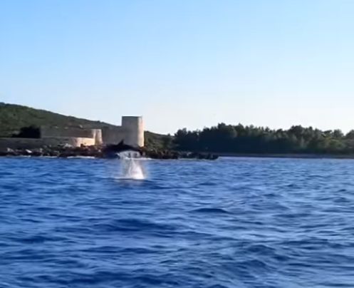 Uljepšat će vam dan: Igra delfina kod Herceg Novog