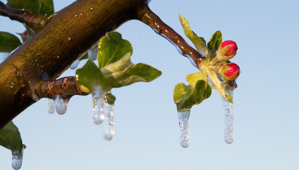  Kako zaštiti voćke od mraza?