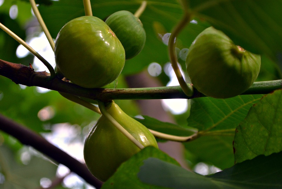 Voće i drugi plodovi na Zemlji koji se spominju u Kur’anu