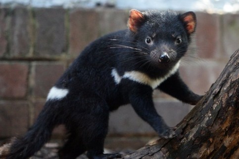  Nakon 3.000 godina od izumiranja u Australiji rođeni tasmanski vragovi