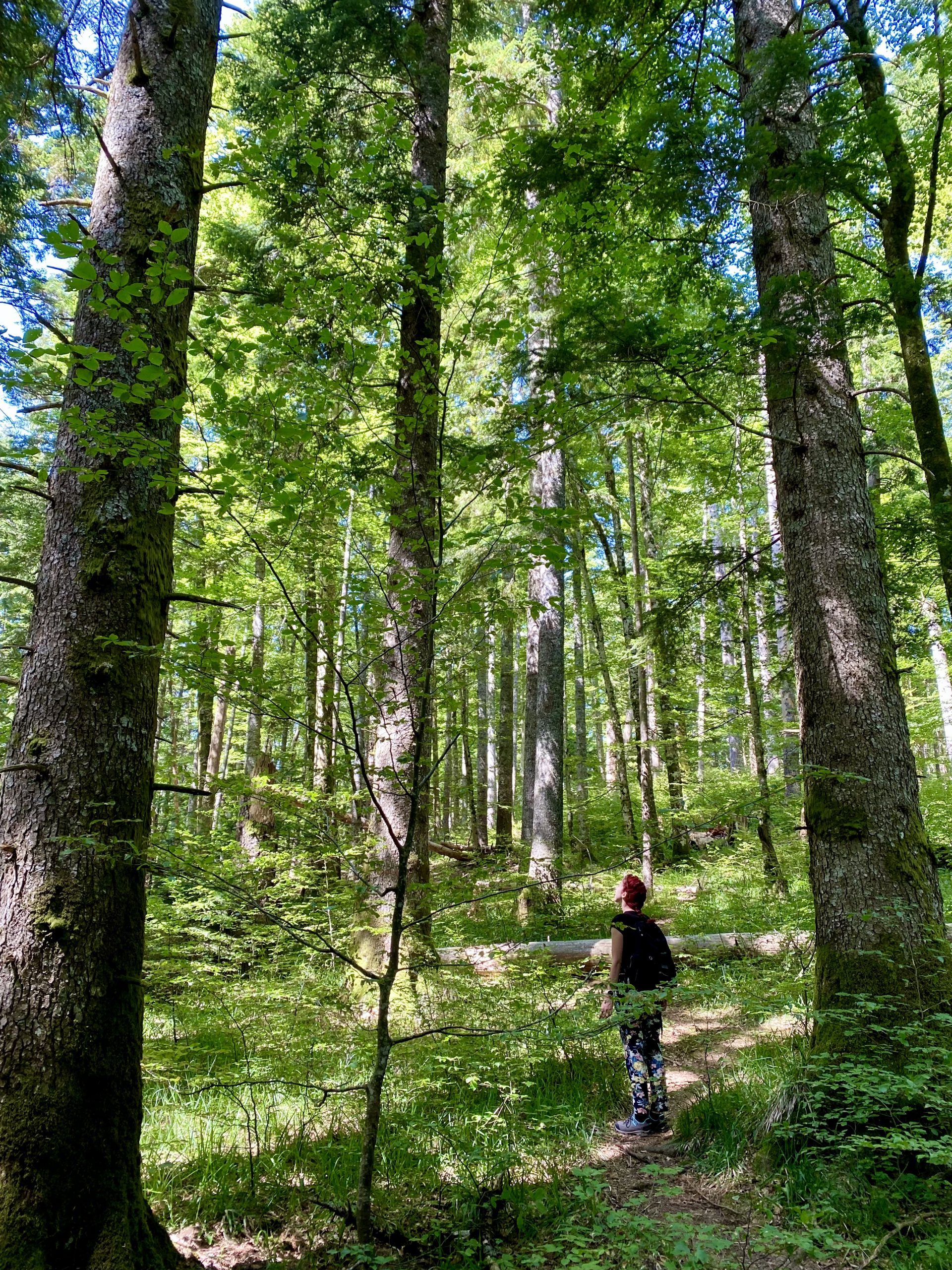  5 najvažnijih prašuma u Bosni i Hercegovini