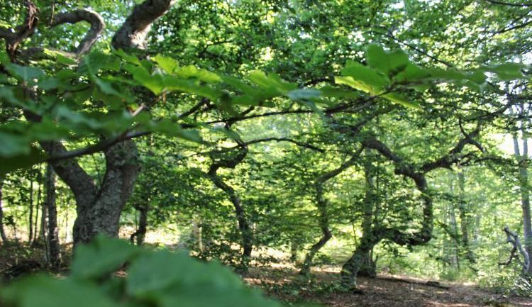  Vilina čarobna šuma kod Čajniča – bukva specifična i “osvetoljubiva”