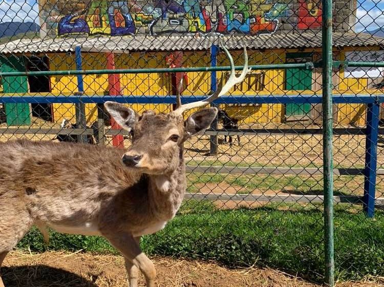  Zoo vrt “Bambi” – nova atrakcija za mališane u Sarajevu