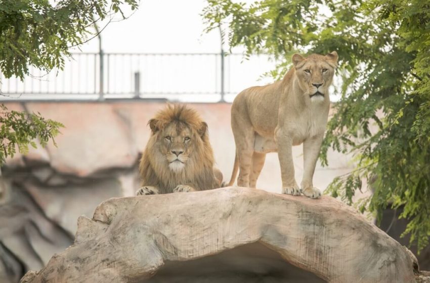  Zoo vrt Bingo – tuzlanska atrakcija