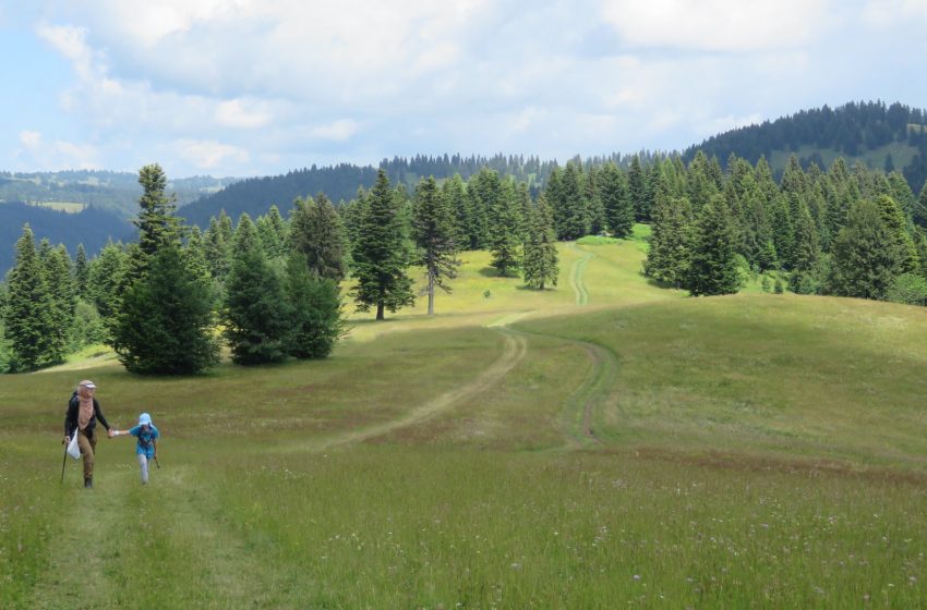  Lisac – planina endemskih bosanskih ljiljana kod Zenice