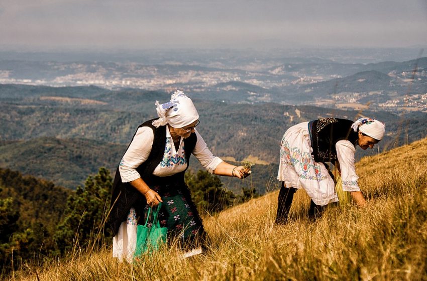  Branje trave ive na Ozrenu – na UNESCO-voj listi