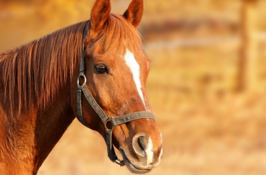  U decembru UNESCO odlučuje o upisu Nevesinjske olimpijade i Tradicije uzgoja konja lipicanera
