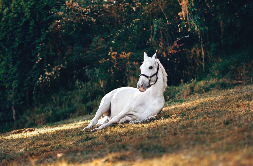  UNESCO o konjima lipicanerima koji se uzgajaju u BiH
