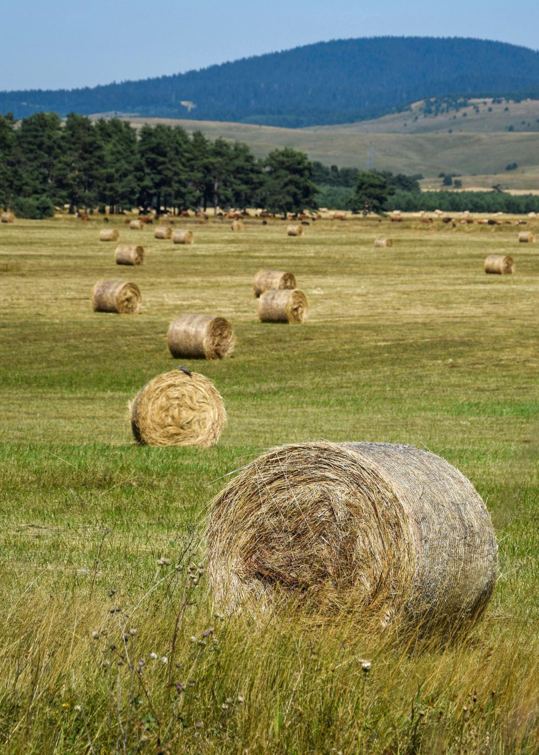 Kupreško polje