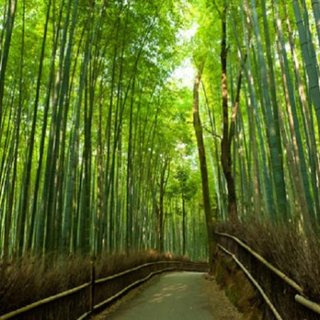 arashiyama-i-sagano