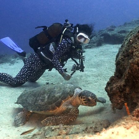 Caretta caretta-Diving 1