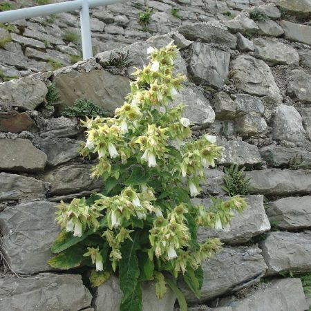 Symphyandra-hofmannii-Pantocsek.-Gradina-Srebrenik.3