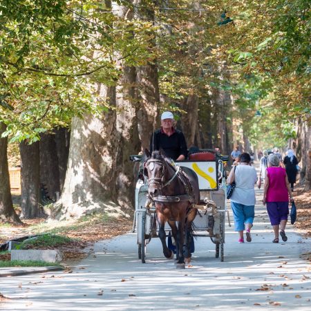 aleja Vrelo Bosne - foto Samir Zahirović