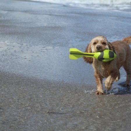 dog-on-the-beach-g365efb267_1280
