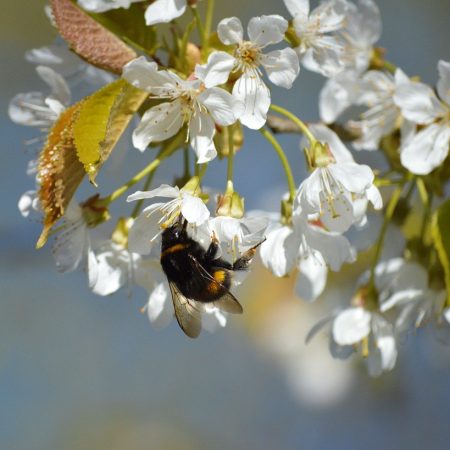 polen-cvijece-proljece-pixabay
